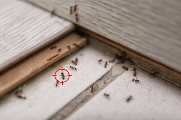 Reliable Grand Meadow, MN Pest Control Solutions