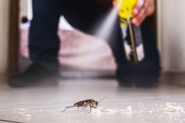 Best Mosquito Control Services  in Grand Meadow, MN